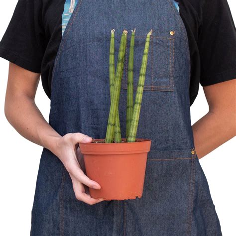 Snake Plant Cylindrica – Mickey Hargitay Plants