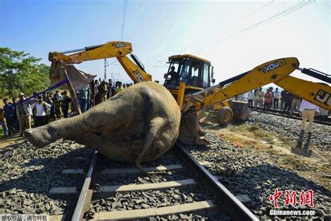印度两头野生大象误入铁轨与火车相撞身亡 - 头条轮播图 - 新湖南