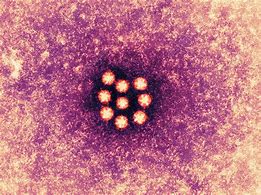 astrovirus 的图像结果