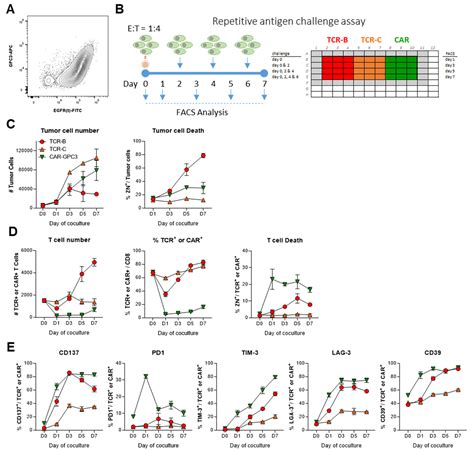 HLA-A2-GPC3 mTCR-T，优于GPC3CAR|细胞|肿瘤|表达|小鼠|识别|-健康界