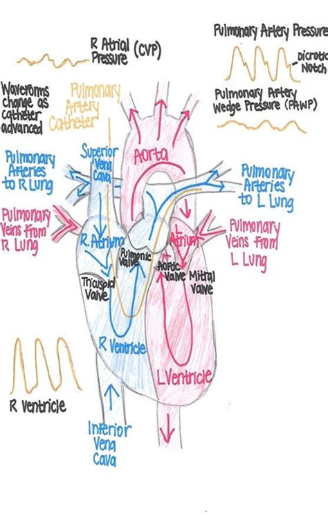 CCRN Study Guide - Etsy