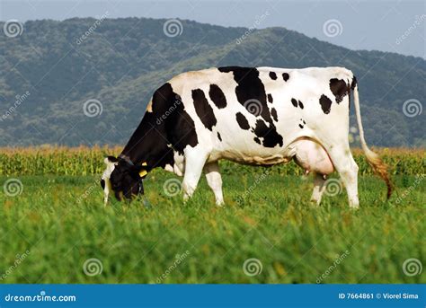 Cow grazing on field stock image. Image of agricultural - 7664861