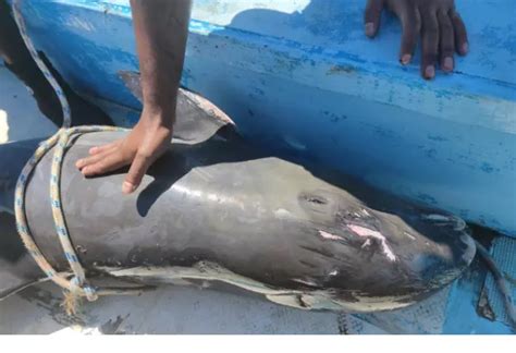 Dying Mother Dolphin Struggles To Save Baby in Mauritius