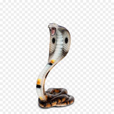 Cobra Snake Transparent PNG - Pngsource