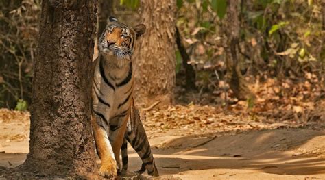 Kanha National Park | Nature inFocus