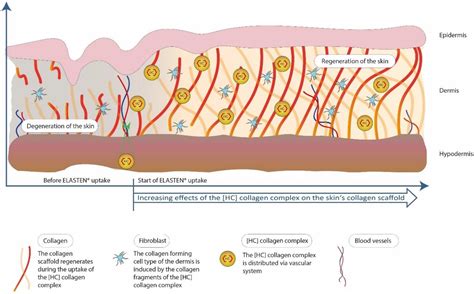 Use of Collagen in Cosmetic Products