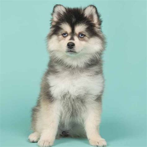 What Is A Pomsky's Life Expectancy? How to Ensure They Live a Happy ...