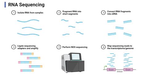 RNA Sequencing Method 的图像结果