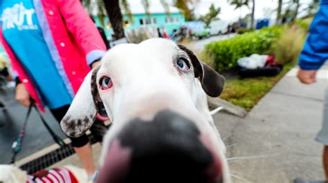 5 things to know about the Cape Coral Animal Shelter