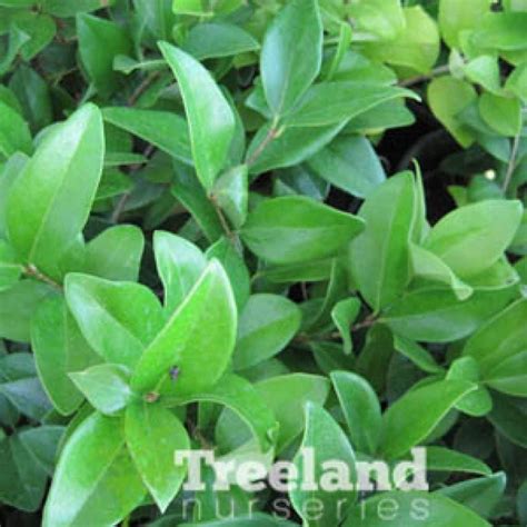 WAXLEAF PRIVET (Ligustrum japonicum 'Texanum') - Treeland Nurseries