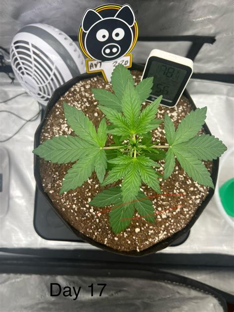 Image result for Alien vs Triangle Strain