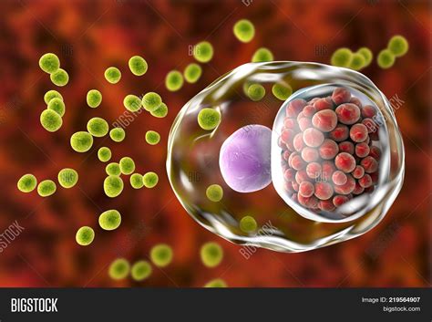 Chlamydia Trachomatis Image & Photo (Free Trial) | Bigstock