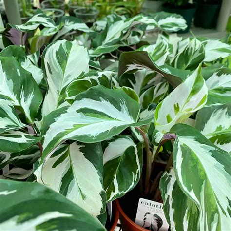Calathea Stella- 4" Nursery Pot- Seller's Choice · Whatnot: Buy, Sell & Go Live