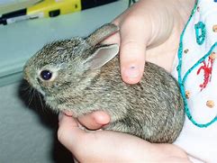 Image result for Spring+Baby+Bunnies