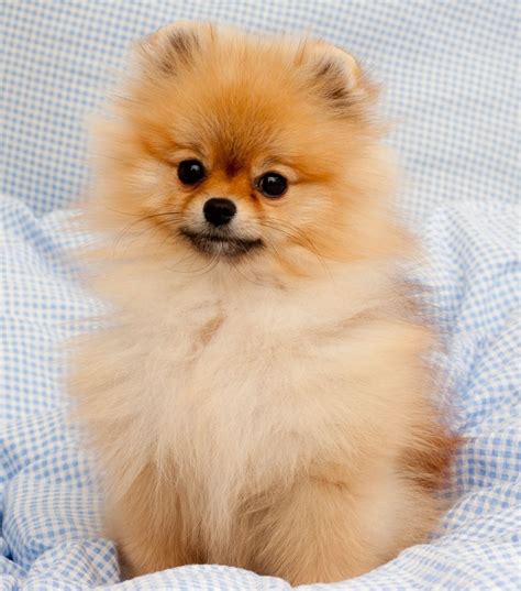 Pomeranian puppy, Pomeranian dog, Cute baby dogs