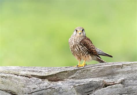 Birds of Prey | UK Identification Guide