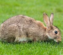 Image result for Wild Rabbits Scotland