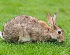 Image result for Lots Bunnies