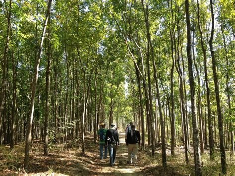 Image result for How to Build a Tree Farm