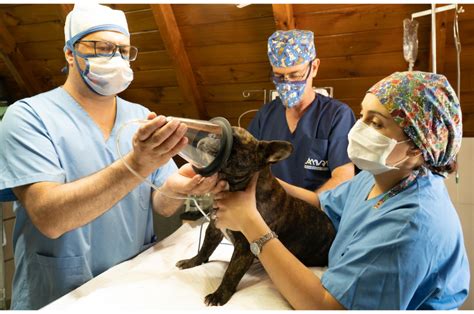 Who are Veterinary Technicians and What Do They Do? - Greentree Animal ...
