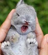 Image result for Too Cute Baby Bunnies Funny