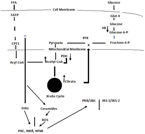 A Synopsis of the Associations of Oxidative Stress, ROS, and ...