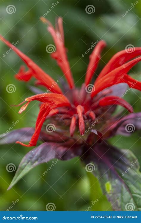 Scarlet Bee Balm stock photo. Image of wildflower, flower - 225473246