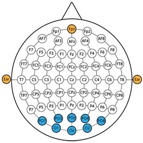 Neurocartographer: CC-WGAN Based SSVEP Data Generation to Produce a ...