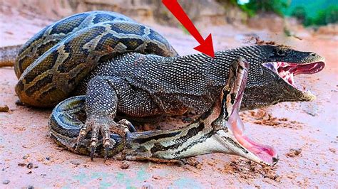 Image result for Python vs Komodo Dragon Video