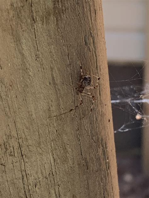 Is this a juvenile black widow? (NJ) We have a lot of black widows on ...