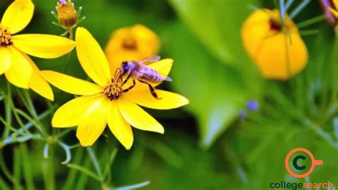 Image result for Pollination Examples