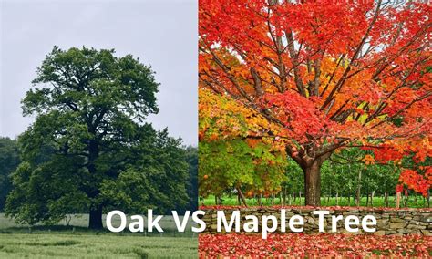 Oak vs Maple Tree: Exploring Nature's Majestic Giants