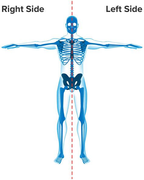 Anatomical Terminology: Positions and Sectional Anatomy Tutorial ...