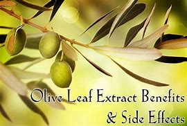Image result for Olive Leaf Supplement Side Effects