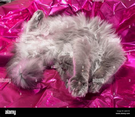 Cute fluffy long haired grey cat rolling around on shiny pink mylar ...