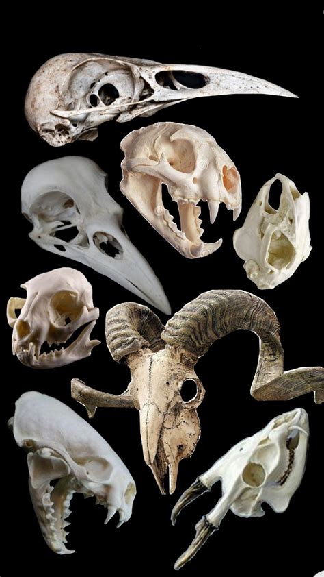 Animal Skulls - A Unique and Mysterious Decor