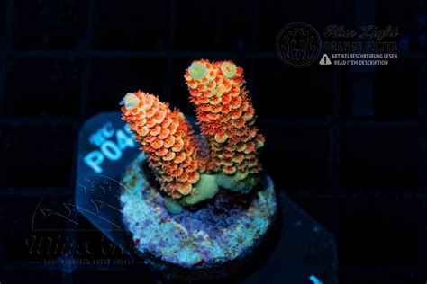 Acropora tenuis Sakura Leaf (WCC)(Filter)(BSP)-BSP_084