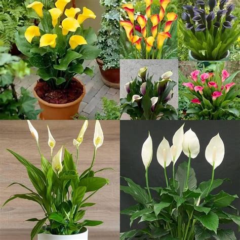 Live Combo of 4 Peace lily Indoor Plants For Living Room Balcony & Home ...