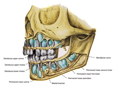 Lateral view of a 5 year old skull Face Anatomy, 5 Year Olds, Teeth ...