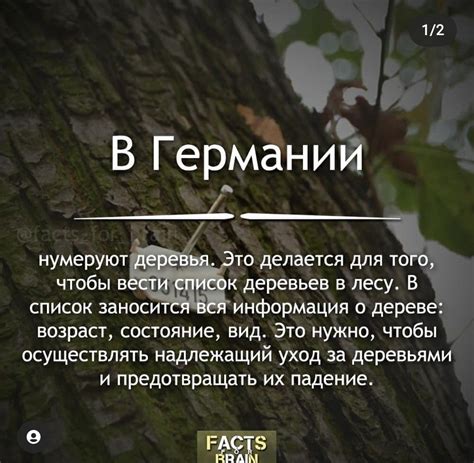 Image result for Evolution of Russian Language