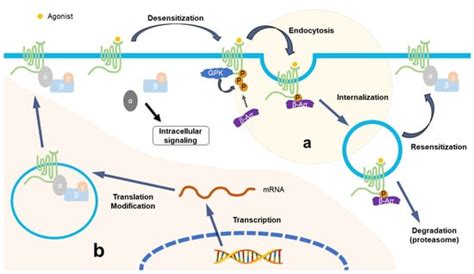 The Downregulation of Opioid Receptors and Neuropathic Pain