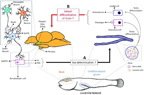 Decoding Dmrt1: Insights into vertebrate sex determination and gonadal sex differentiation