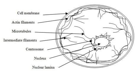 Cytoskeleton diagram - Brainly.in