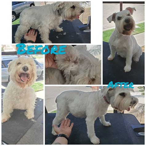 Online booking - Bark Bath and Beyond Pet Grooming