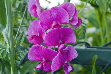 Flower Colour Of Pea Plant
