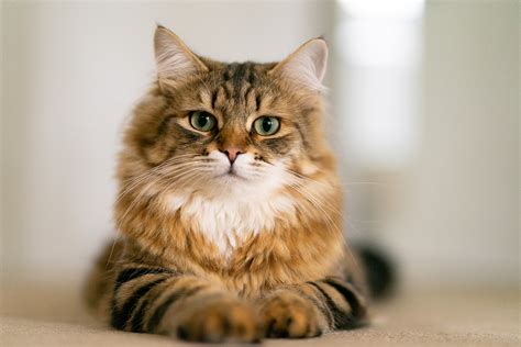 15 Longhaired Cat Breeds | PetMD