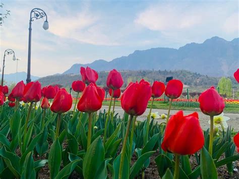 Asia’s largest tulip garden is in full bloom in Kashmir | Condé Nast ...