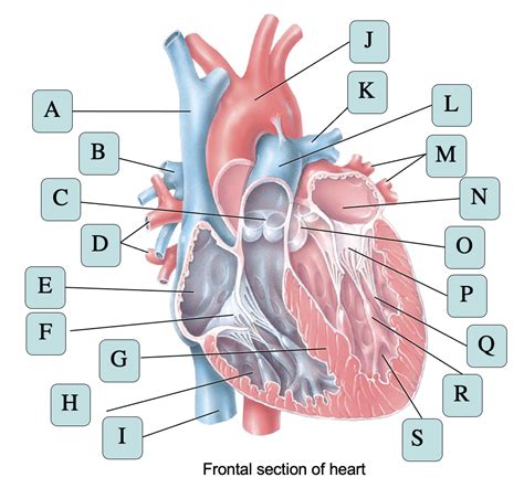 Cardiology 的图像结果