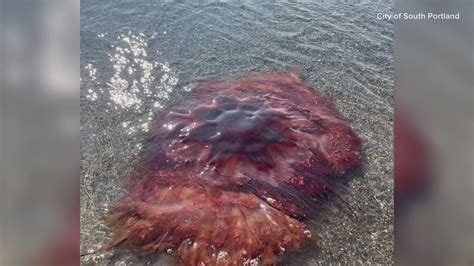 MaineGeneral layoffs highlight financial pressures on state hospital ...