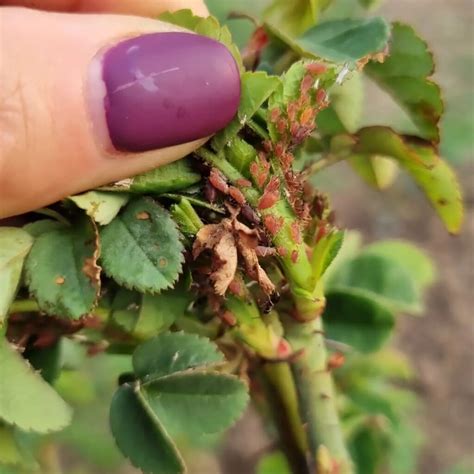 Bugs Eating Rose Leaves? [Best Treatment & Prevent Measures]